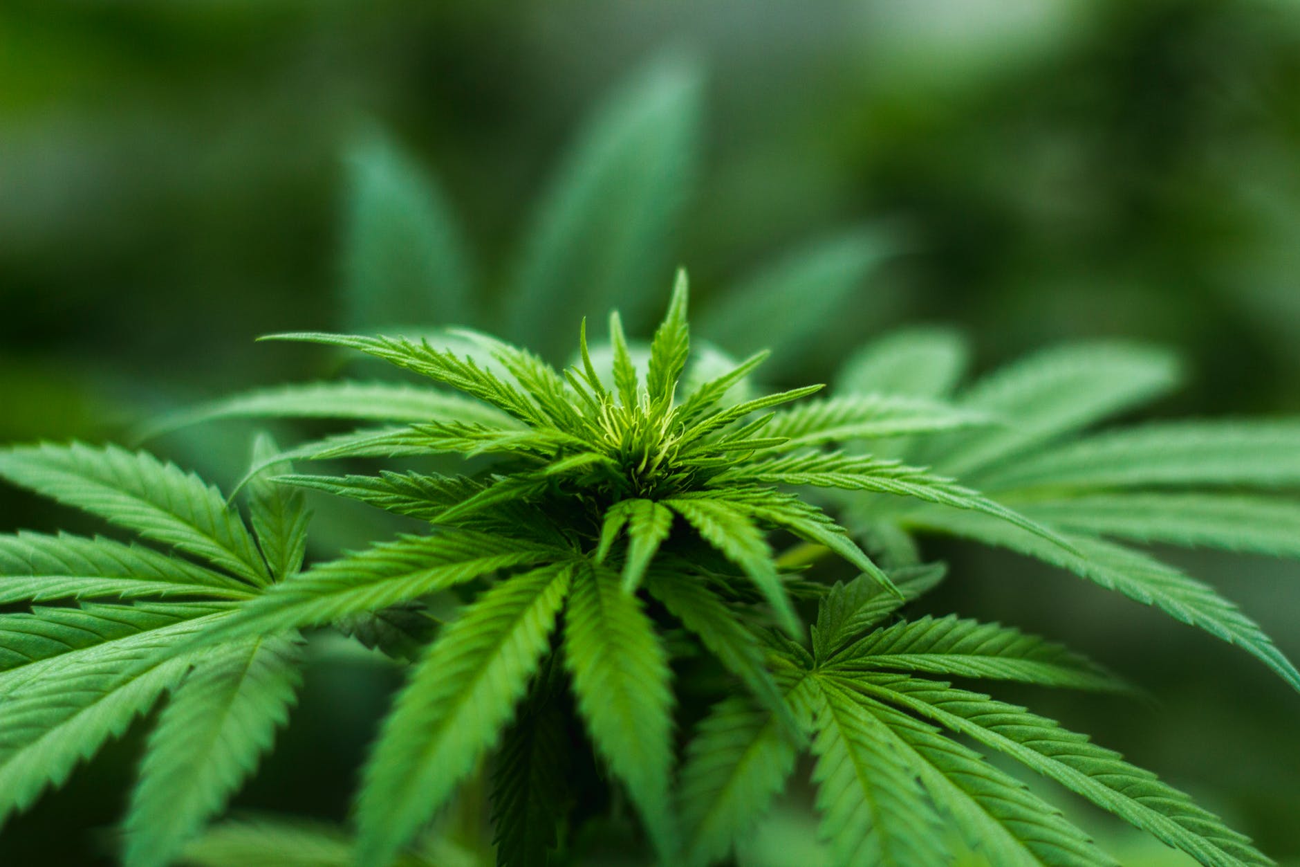 Medical cannabis sales tax holiday in District ends on April 28 - Vimarsana News