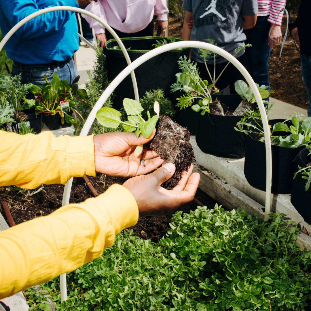 Anacostia Community Museum's Earth Day celebration returns, 2024 - Vimarsana News