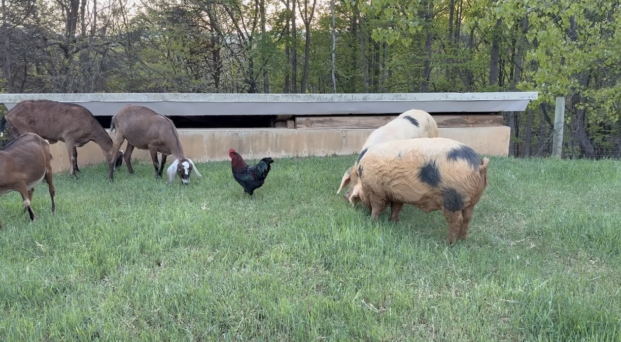 A Cleaner Farming Future: How Regional Farmers are Fighting Pollution, Protecting Animal Welfare