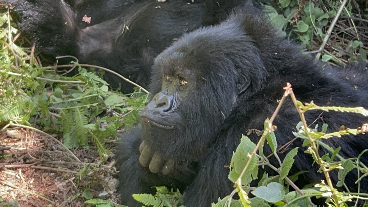 Thousands Gather to Celebrate Rwanda’s 21st Kwita Izina